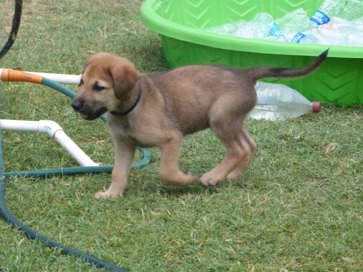 chinook dog